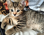 Кошки в Химках: Красавчик Мальчик, 1 руб. - фото 1