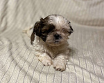 Собаки в Санкт-Петербурге: Милашечка ши тцу  Девочка, 35 000 руб. - фото 3