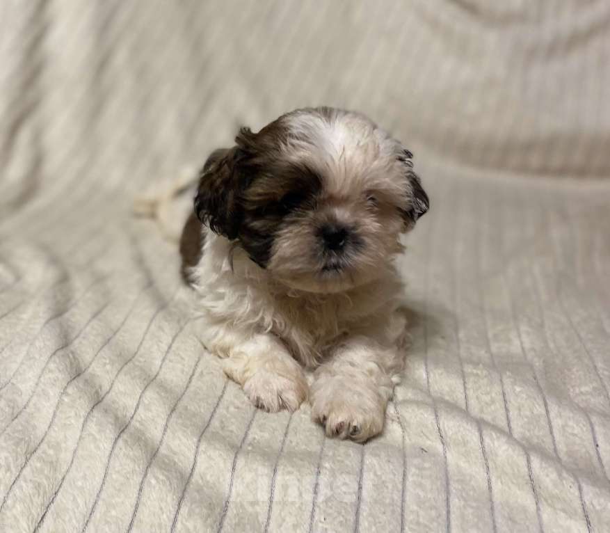 Собаки в Санкт-Петербурге: Милашечка ши тцу  Девочка, 35 000 руб. - фото 3