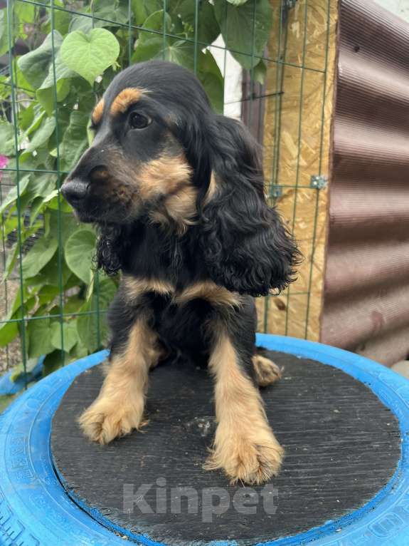 Собаки в других городах Ставропольского края: Английский Кокер спаниель  Девочка, Бесплатно - фото 2