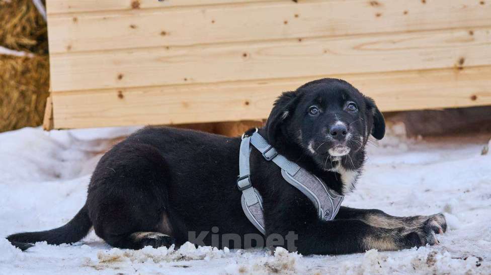 Собаки в Москве: щенок Веня в добрые руки Мальчик, Бесплатно - фото 2