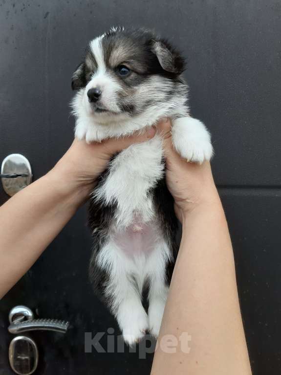 Собаки в Иваново: Вельш-корги пемброк, щенки РКФ Мальчик, 35 000 руб. - фото 3