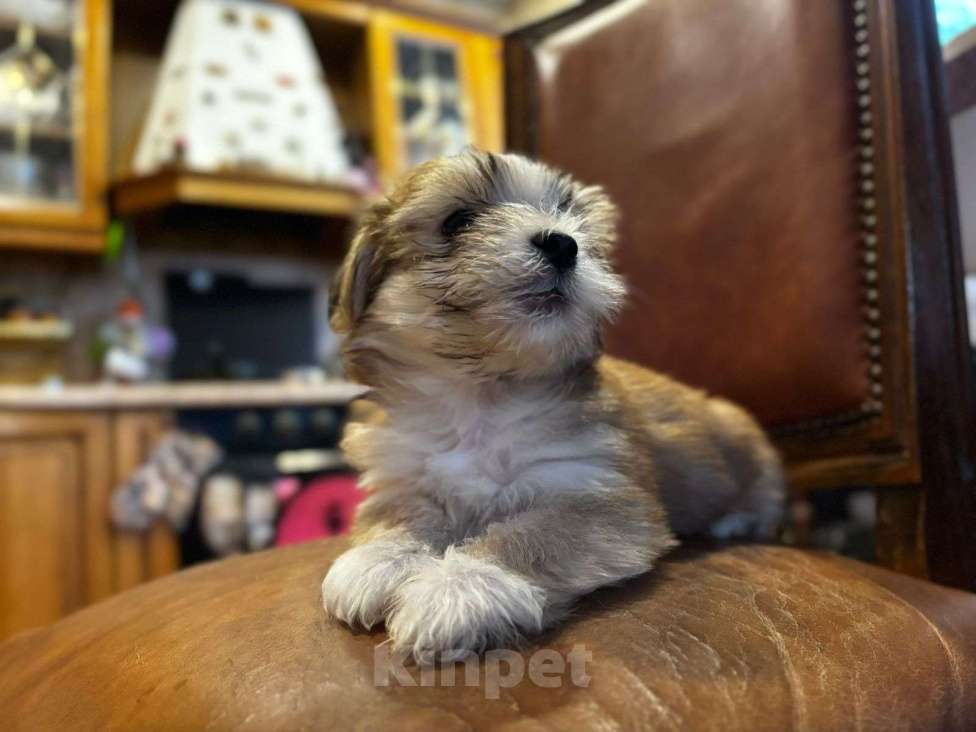 Собаки в Москве: Николь Девочка, 100 000 руб. - фото 2