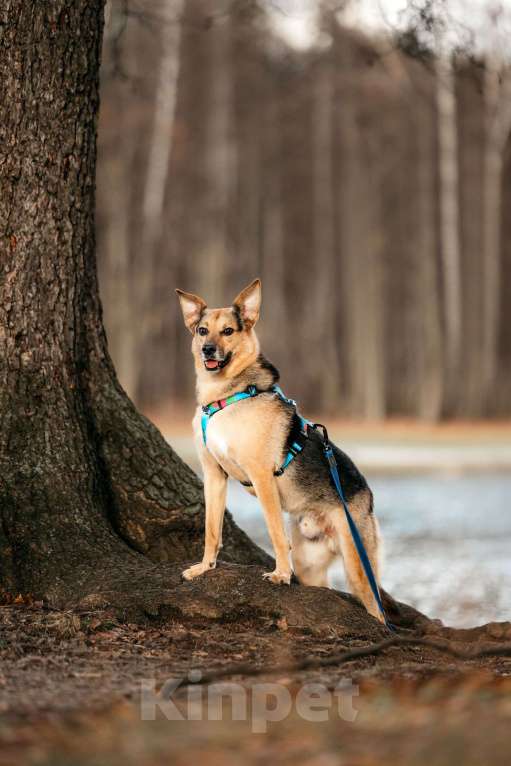 Собаки в Москве: Нежный Читос ищет дом Мальчик, Бесплатно - фото 4