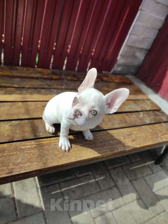 Собаки в Севастополе: Щенок французского бульдога Девочка, 45 000 руб. - фото 1