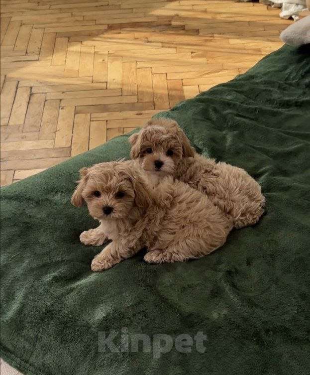 Собаки в Волгограде: Мальтипу f1 девочка  Девочка, 28 000 руб. - фото 2