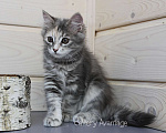 Кошки в Новом Ладоге: Предлагаются клубные сибирские котята мальчик/девочка Девочка, Бесплатно - фото 8