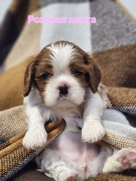 Собаки в Анапе: Розовая лента  Девочка, 110 000 руб. - фото 7