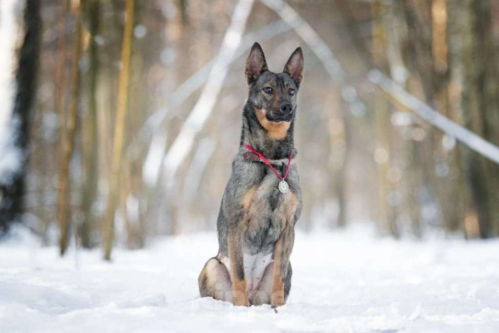 Собаки в Москве: Маленькая собака, которой кидали еду — но не давали дом Девочка, Бесплатно - фото 3