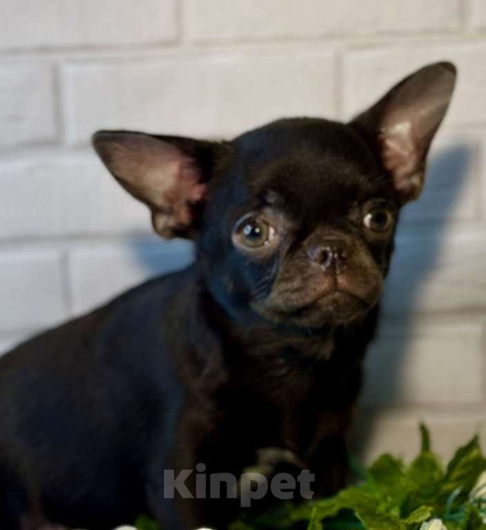 Собаки в Москве: Роскошная малышка чихуахуа Девочка, 80 000 руб. - фото 8