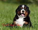 Собаки в Гатчине: Бернский зенненхунд, щенки.  Девочка, 100 000 руб. - фото 2