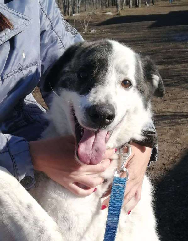Собаки в Москве: Добрейший Поттер в Хорошие ручки! Мальчик, Бесплатно - фото 4