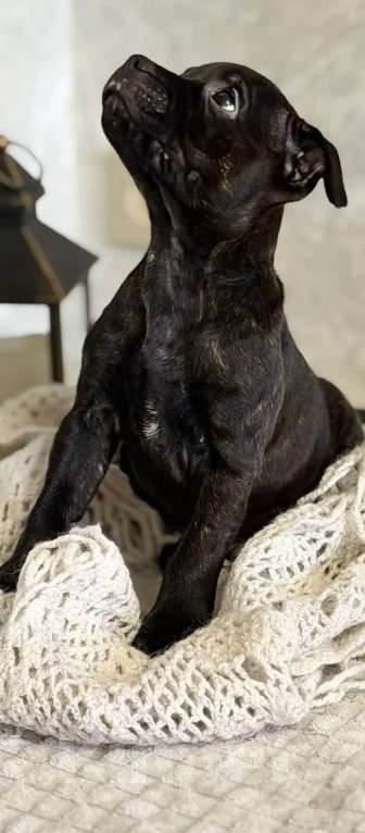 Собаки в Казани: Английский Стаффордширский Бультерьер Мальчик, 50 000 руб. - фото 2