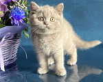 Кошки в Старом Осколе: Милый котик ищет владельца ( в качестве домашнего любимца) Мальчик, 60 000 руб. - фото 8