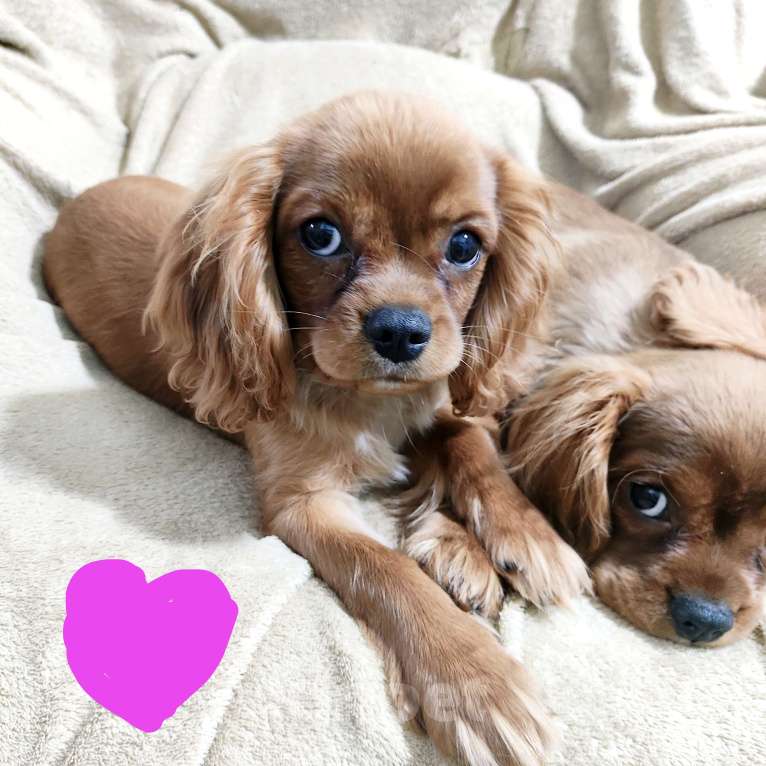 Собаки в Москве: Щенок кавалер кинг Чарльз спаниель Девочка, 95 000 руб. - фото 1