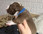 Собаки в Волгограде: Американский булли мальчик покет Мальчик, 90 000 руб. - фото 3