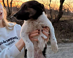 Собаки в Санкт-Петербурге: Симпатичный щенок мальчик ищет дом Мальчик, Бесплатно - фото 6