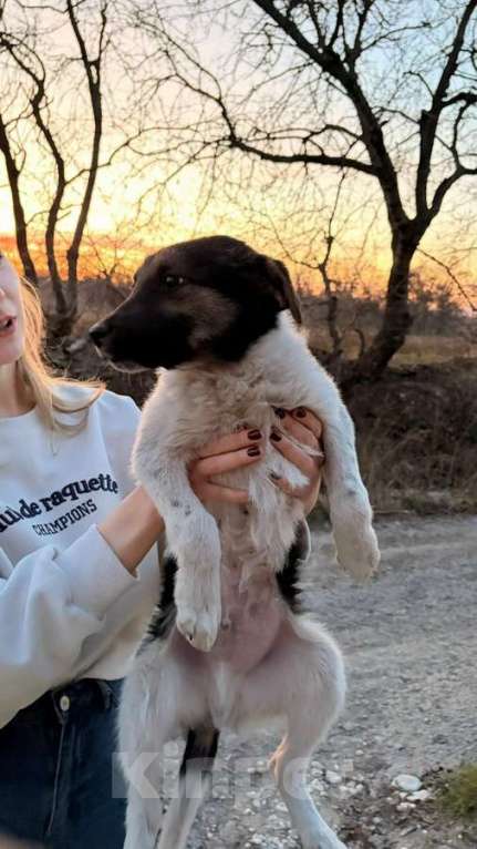 Собаки в Санкт-Петербурге: Симпатичный щенок мальчик ищет дом Мальчик, Бесплатно - фото 6