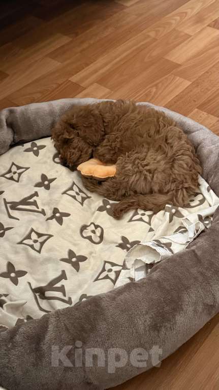 Собаки в Набережных Челнах: Щенок той-пуделя Мальчик, 50 000 руб. - фото 5