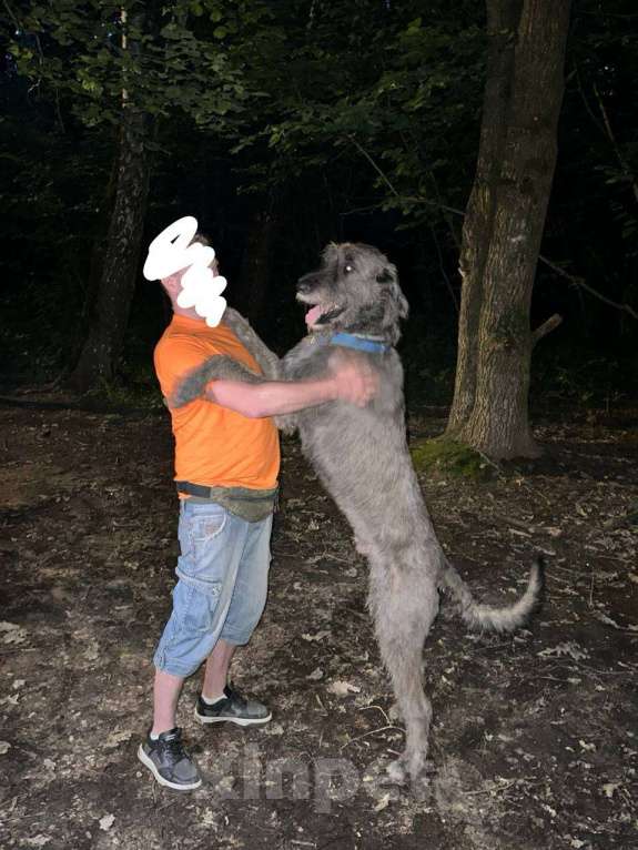 Собаки в Москве: Пропала собака, породы Ирландский волкодав Мальчик, 50 000 руб. - фото 1