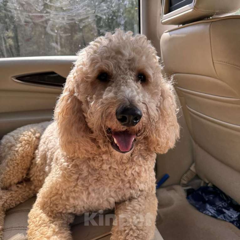 Собаки в Москве: Вязка кобеля Мальчик, Бесплатно - фото 8