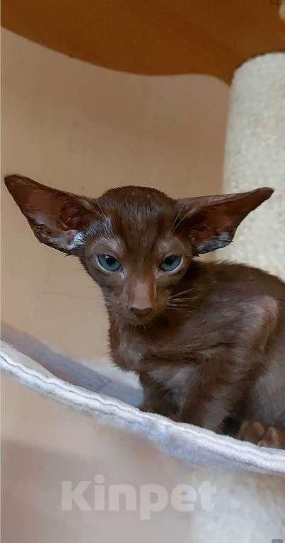 Кошки в Апрелевке: Ориентальные котята Мальчик, 80 000 руб. - фото 8