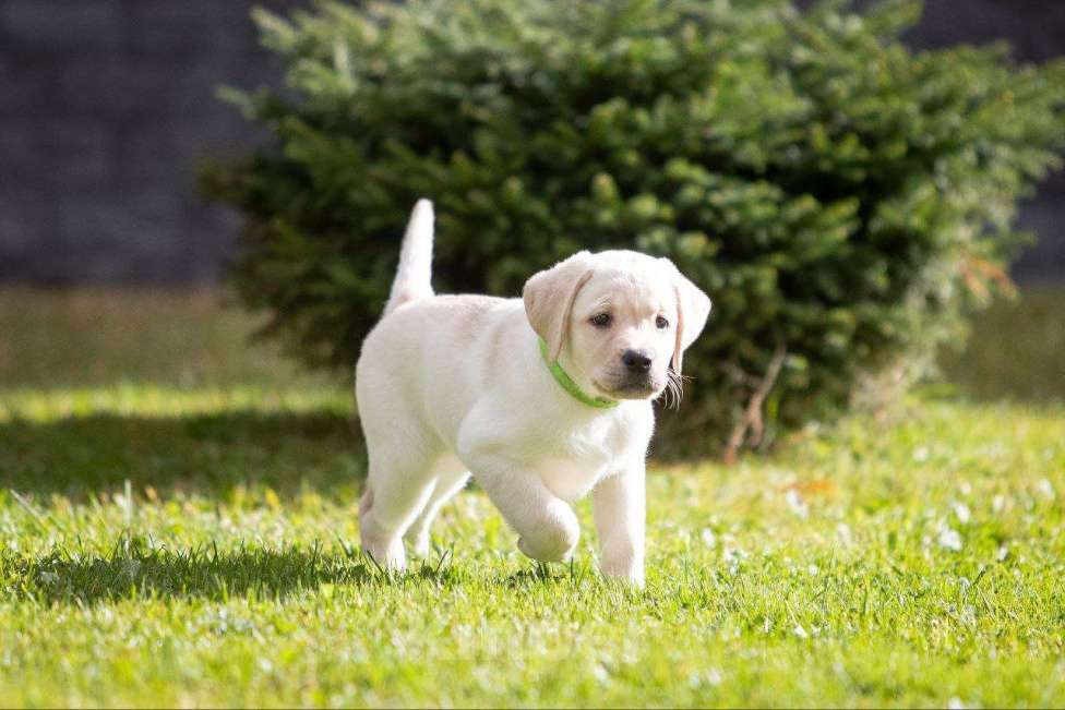 Собаки в Санкт-Петербурге: Продам породистых щенков лабрадора с родословной Мальчик, 70 000 руб. - фото 5