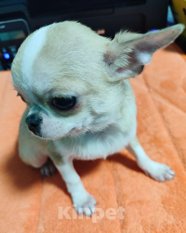 Собаки в Новосибирске: Жорик Мальчик, 30 000 руб. - фото 2