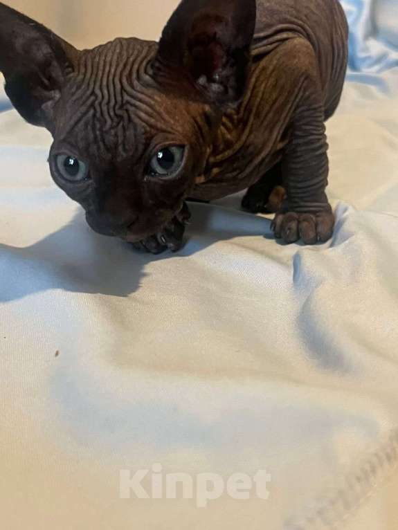 Кошки в Москве: Девочка канадский сфинкс Девочка, 20 000 руб. - фото 2