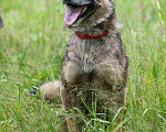 Собаки в Всеволожске: Метис Лайки, Бесплатно - фото 2