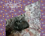 Кошки в Магнитогорске: Котята Мейн кун, 5 000 руб. - фото 2