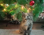 Кошки в Новохоперске: Котята Мейн Кун, 12 000 руб. - фото 4