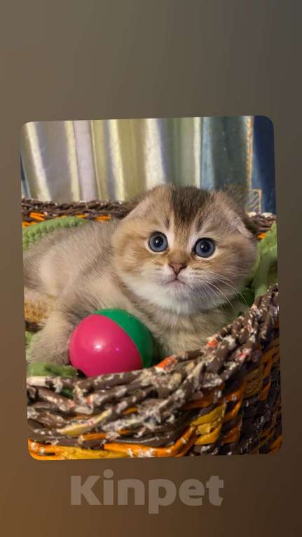 Кошки в Москве: Ясон Мальчик, 45 000 руб. - фото 4