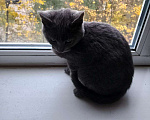 Кошки в Щербинке: Отдам котика в дар Мальчик, Бесплатно - фото 1