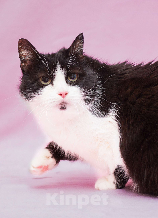 Кошки в Москве: Для кого-то очередная маркиза Девочка, Бесплатно - фото 1