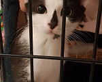 Кошки в Жуковском: Котенок девочка Семечка Девочка, Бесплатно - фото 4