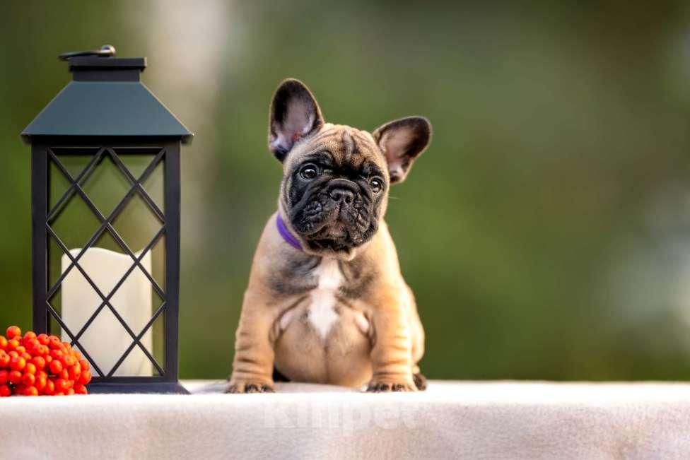 Собаки в Москве: Щенок французского бульдога Мальчик, Бесплатно - фото 2