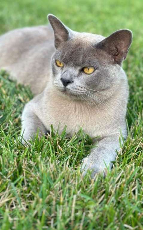 Кошки в Москве: Котик шоколад Мальчик, 45 000 руб. - фото 4