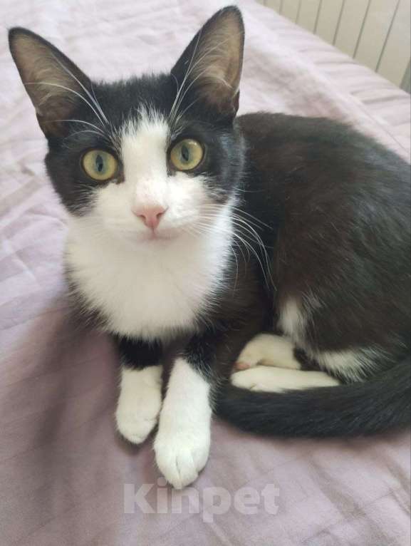 Кошки в Москве: Касатка молодая кошечка в добрые руки Девочка, Бесплатно - фото 7