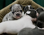 Собаки в Москве: Французские бульдоги Девочка, 100 000 руб. - фото 3