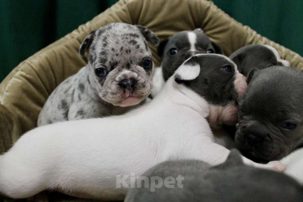 Собаки в Москве: Французские бульдоги Девочка, 100 000 руб. - фото 3
