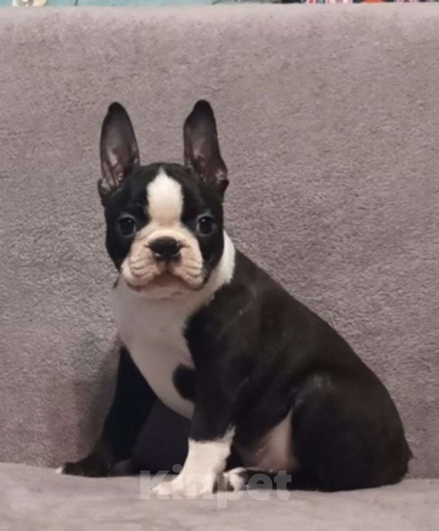 Собаки в Москве: Щенок бостон терьер Мальчик, Бесплатно - фото 4