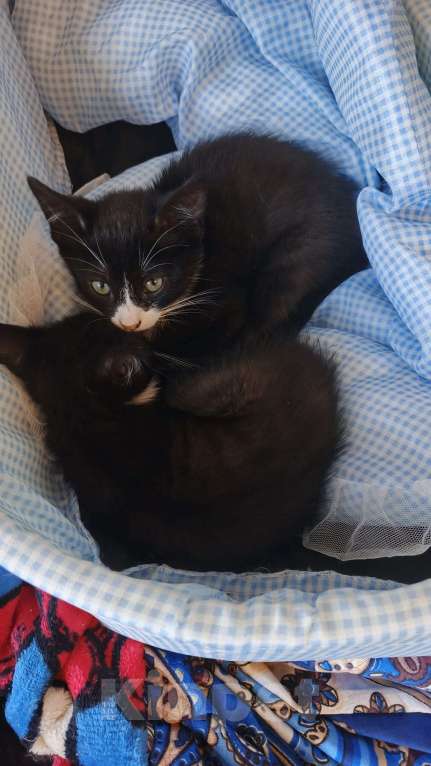 Кошки в Санкт-Петербурге: Сема Мальчик, Бесплатно - фото 2