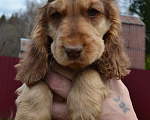 Собаки в Зеленограде: Английского кокер спаниеля щенки Девочка, 30 000 руб. - фото 1