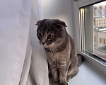 Кошки в других городах Московской области: Котенок Никки (9 месяцев) Мальчик, 5 000 руб. - фото 3