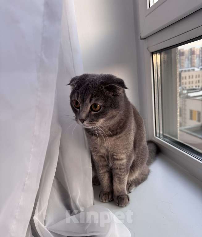 Кошки в других городах Московской области: Котенок Никки (9 месяцев) Мальчик, 5 000 руб. - фото 3