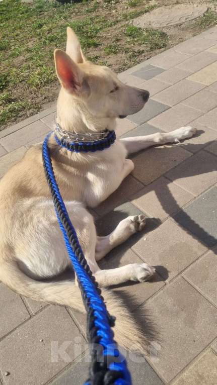 Собаки в Москве: Мама хаски папа немец Мальчик, Бесплатно - фото 6