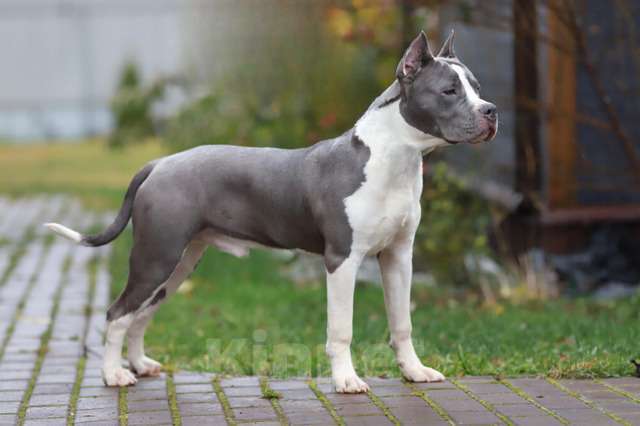 Собаки в Москве: Подрощенный щенок амстаффа из питомника. Мальчик, 120 000 руб. - фото 1