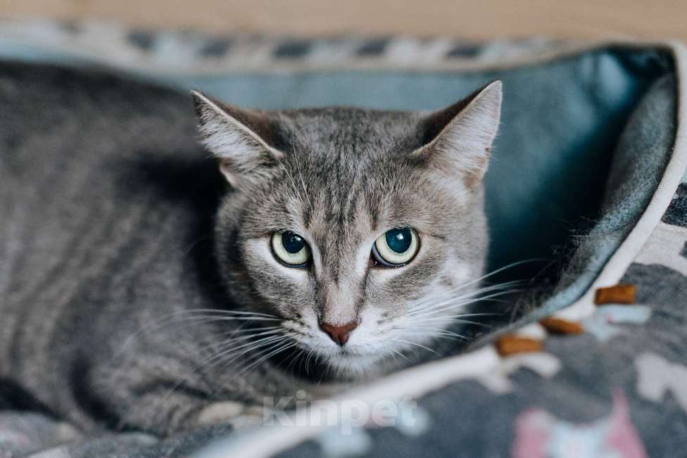 Кошки в Москве: Кошечка Моня ищет дом Девочка, Бесплатно - фото 2