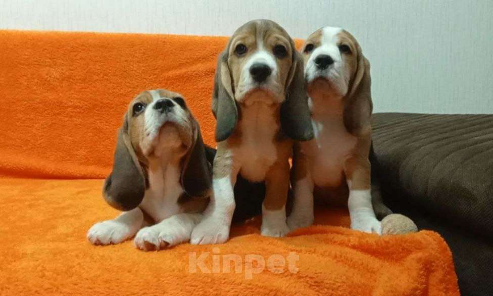 Собаки в Иркутске: Продаются щенки Бигля Девочка, 60 000 руб. - фото 1